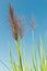 Tall grass with blue sky