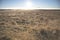 Tall grass covered with dew at sunrise. Meadow grass in sepia in