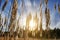 Tall grass in a field on the background of the setting sun and blue sky. Bright Sunny summer photo. Golden ears of grass swaying