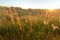 Tall grass in field, sunset, natural background