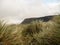 Tall grass in foreground, Knocknarea hill out of focus in the background. View from Strandhill beach, county Sligo, Ireland