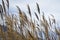 The tall grass of the great salt lake wetlands