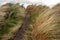 Tall grass and Knocknarea hill in county Sligo.