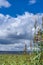 Tall grass on the lake shore. Grass grows in the water. Reeds on the shore. Beautiful sky with clouds and tall reeds