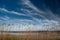 Tall grass in the marsh, sprouting