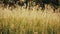 tall grass nature wheat cinematic