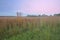Tall Grass Prairie at Dawn