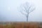 Tall Grass Prairie in Fog