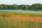 Tall grass prairie, misty morning