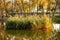 Tall grass and reed pond in autumn park.