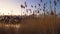 Tall grass reeds against colorful sunset sky