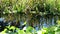 Tall grass reflecting in the water of a pond on a spring day