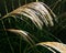 Tall Grass Seed Heads