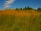 Tall grass with spikelets with blue sky