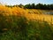 Tall grass with spikelets with blue sky