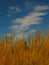 Tall grass with spikelets with blue sky