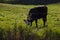 Tall grass and weeds and a cow