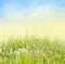 Tall grass with white dandelions