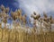 Tall Grasses