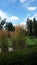 Tall grasses along Golf Course Greens, Christina Lake, BC