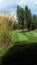 Tall grasses along Golf Course Greens, Christina Lake, BC