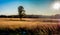 Tall grasses backlit by sun, Manassas National Battlefield Park