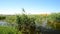 Tall Grasses In A Duck Pond