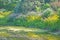 Tall grasses and flowers on edge of lake