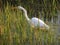 In tall Grasses :Great Egret