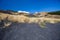 Tall grasses grow in lava ash on Mt Etna and turn to straw in the fall