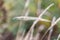 Tall grasses growing in fall with spiderwebs on them