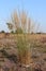 Tall grasses growing in the fields