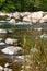 Tall grasses growing green on edge of river with boulders