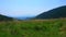 Tall grasses on Polonyna Khomyak mountain meadow, Carpathians, Ukraine