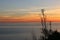 Tall grasses silhouetted against the sunset over the Pacific Ocean.