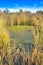 Tall grasses surrounding the water with algaes in Sweetwater Wetlands in Tucson, Arizona