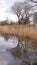 Tall grassy reeds growing in Potteric Carr nature reserve south Yorkshire UK