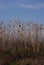 Tall grassy reeds growing in Spain