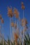 Tall grassy reeds growing in Spain