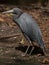 Tall gray Heron with a long beak