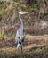 Tall Great Blue Heron long legged wading bird, Georgia USA
