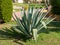 Tall green aloe with curled leaves grows alongside other plants on the lawn. Close-up