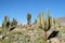 Tall green cactus in the desert of South America