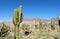 Tall green cactus valley in South America