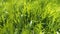 Tall Green Grass Background