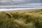 Tall green grass on a dune, sandy beach and ocean in the background. Beautiful nature scene. Fanore beach, county Clare, Ireland.