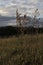 Tall green grass in the field. Summer spring meadow landscape on a cloudly day. Nature eco friendly photo. Wallpaper with the blue