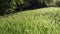 Tall green grass on a hill in the park. The breeze swing the long stems