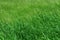 Tall green grass in pasture