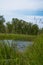 Tall green grass with spikelets on the riverside in the forest. Calm summer weather